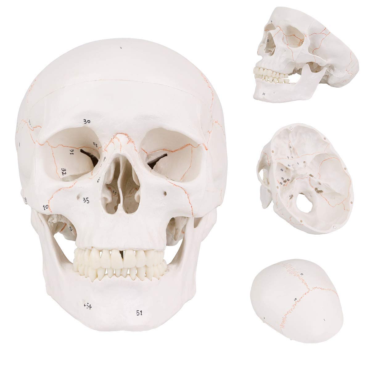 Amazon.com: EUDDOO Life Size 3-parts numbered Skull Model with